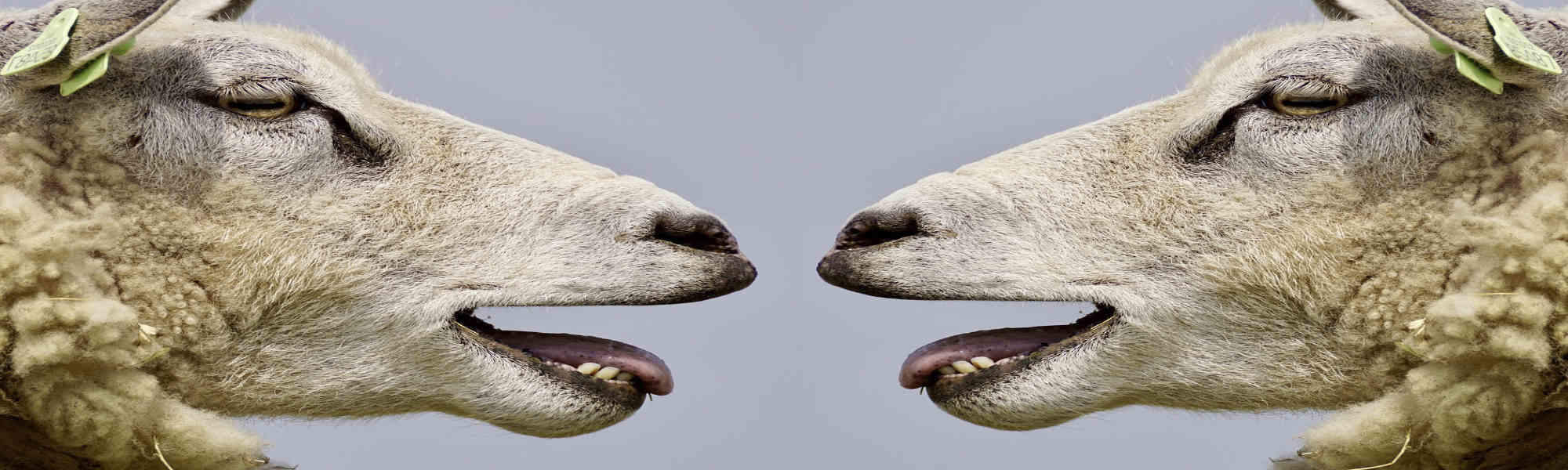 Twin-Talk Hypnose